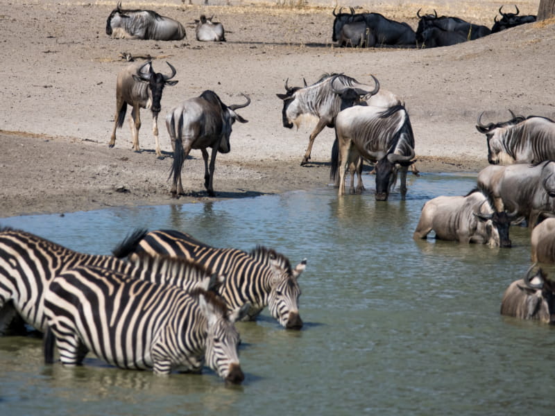 Parco nazionale del Tarangire animali da bere