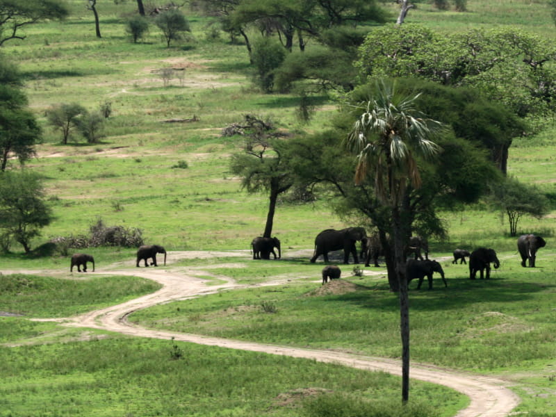 Parco nazionale di Tarangire vista sugli elefanti