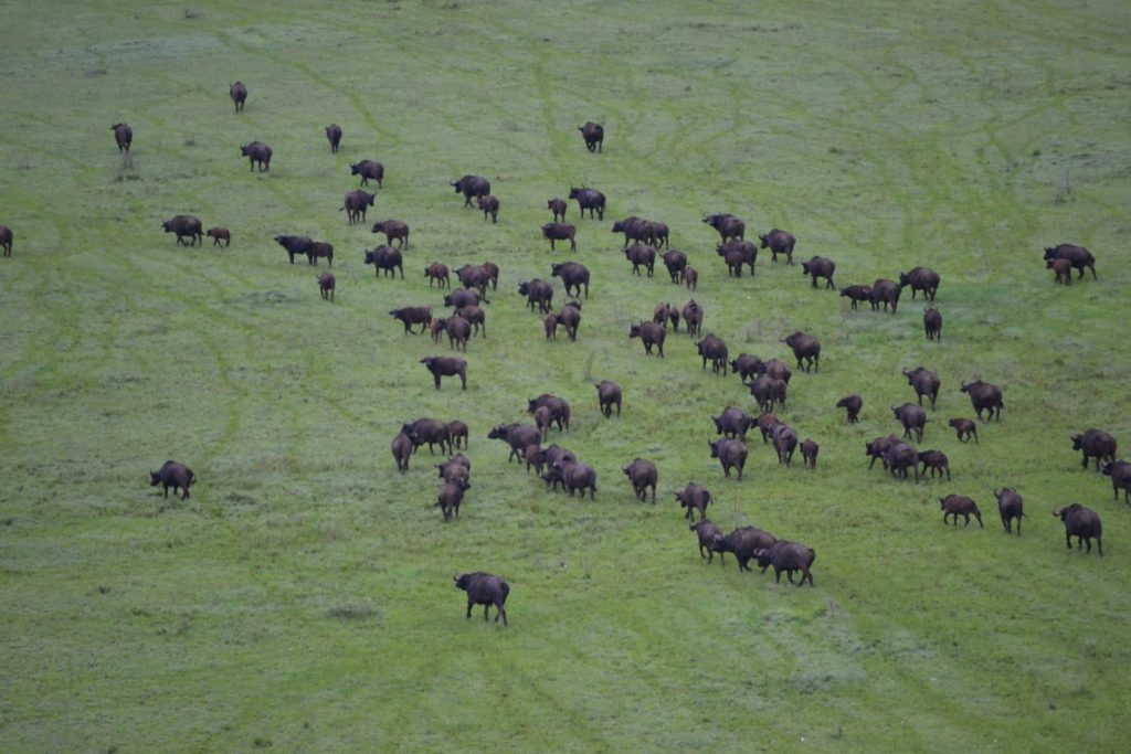 Endless Plains