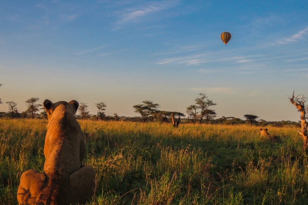 one of the big five in Serengeti