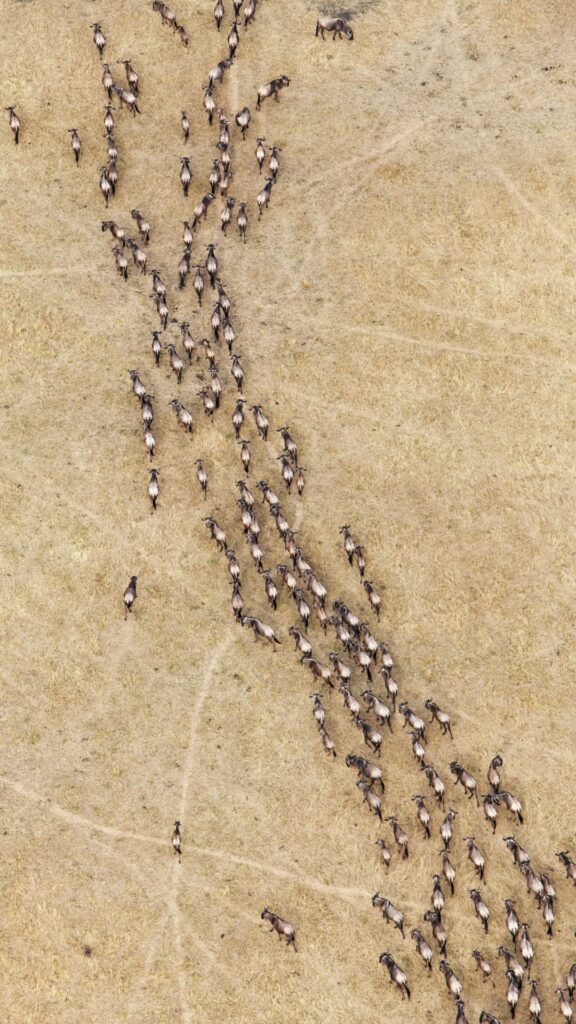The Great Wildebeest Migration