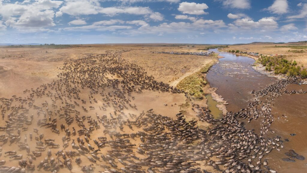 Wildebeest around the Mara River