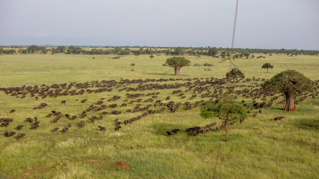 Gruppe von Gnus im Tarangire-Nationalpark