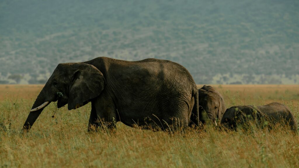 Elefanten in der Serengeti