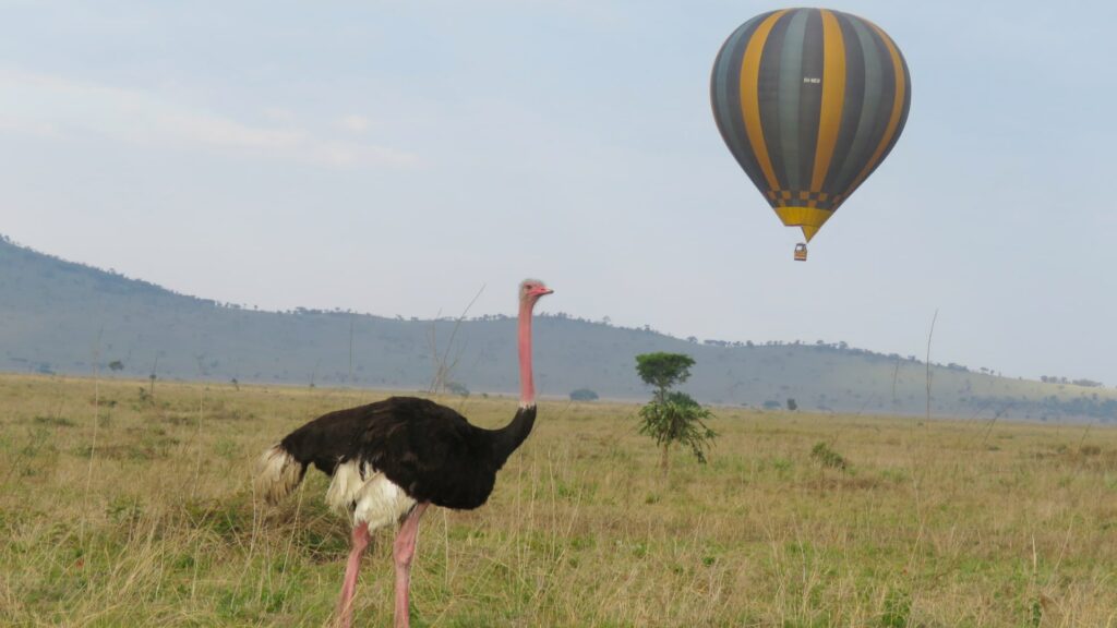 Strauß in den Serengeti-Ebenen