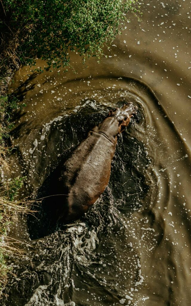 Nilpferd am Nilpferdbecken