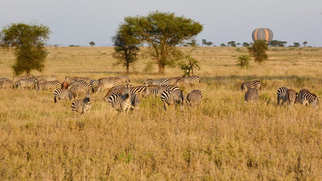Zebras und ein Heißluftballon, der über den Horizont steigt