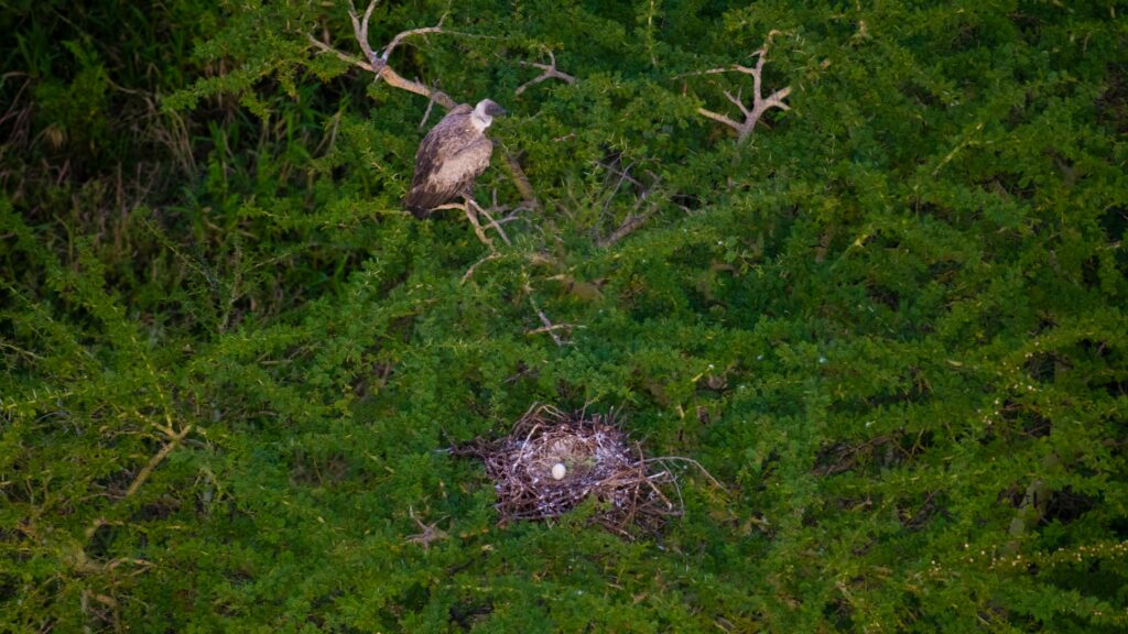 Blick vom Vogelnest aus einem Heißluftballon