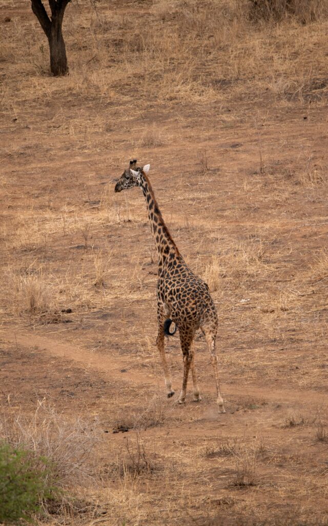 Giraffe von einem Heißluftballon aus gesehen