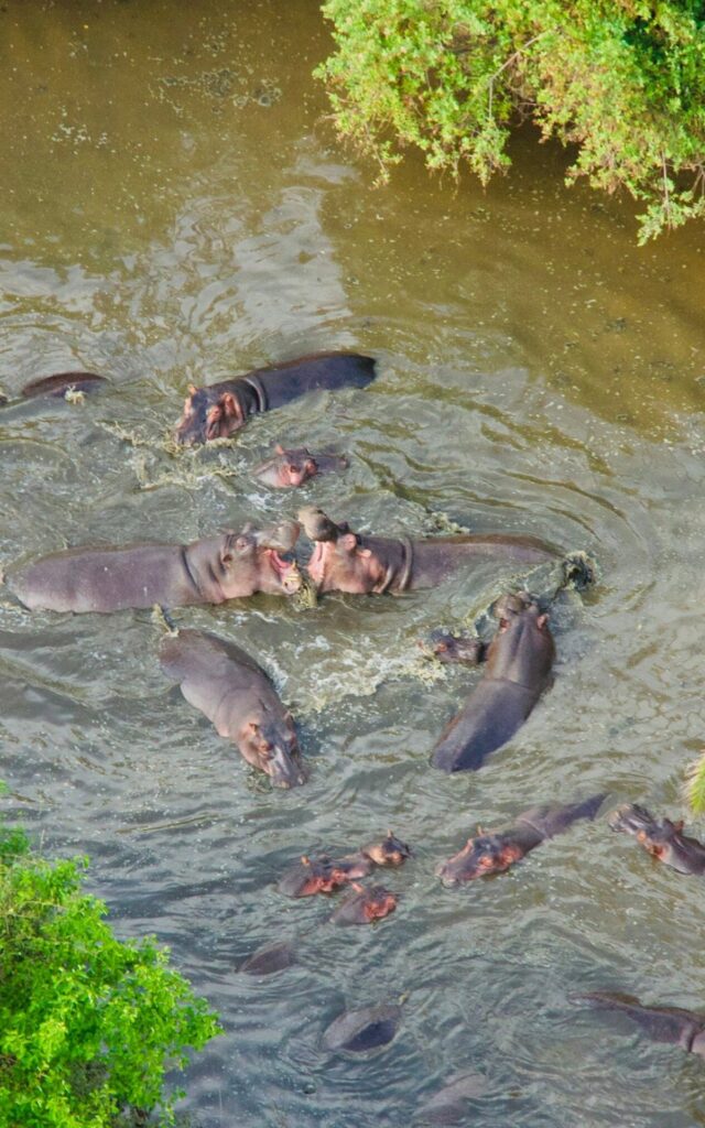 Nilpferde am Nilpferdbecken in der Serengeti