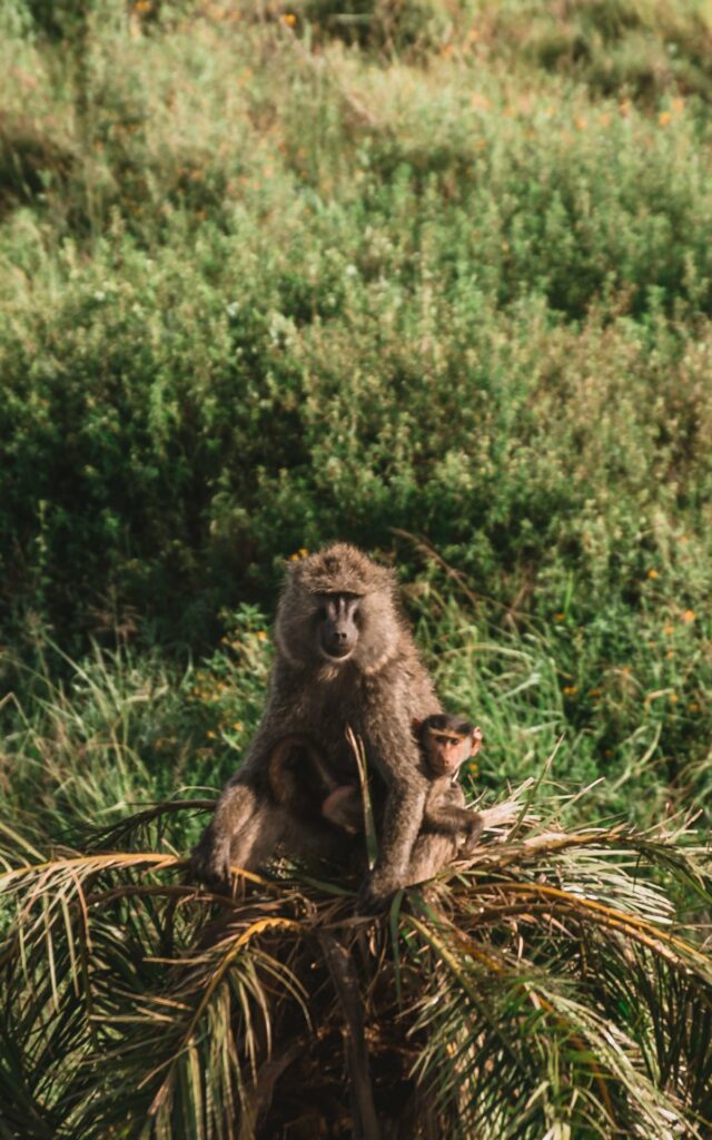 Wildtiersichtung in der Serengeti