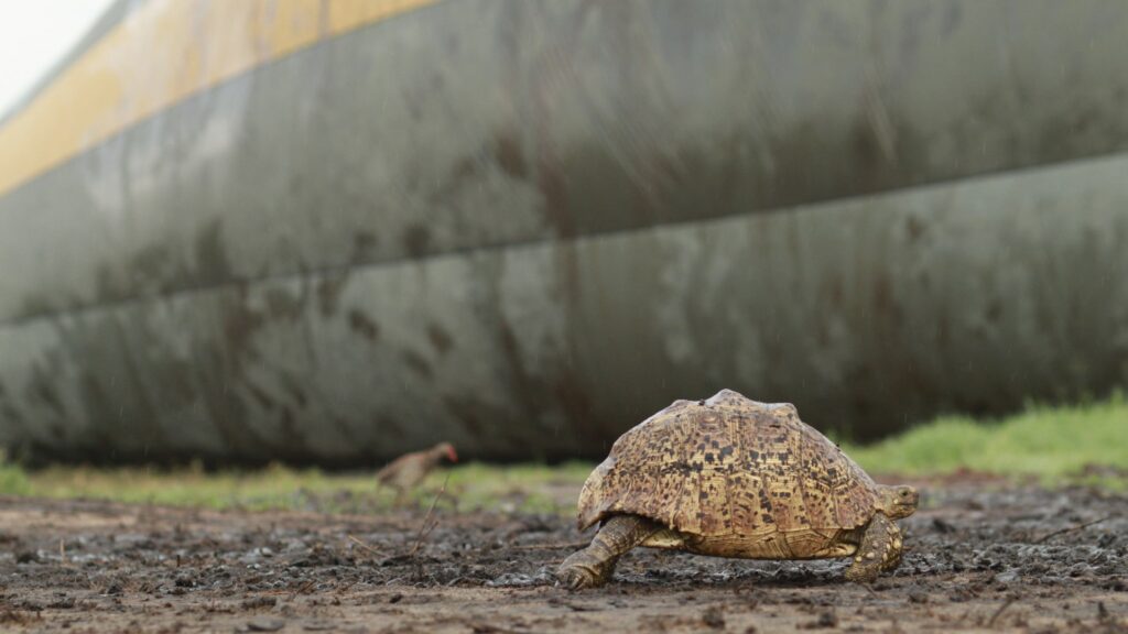 Schildkröte am Startplatz