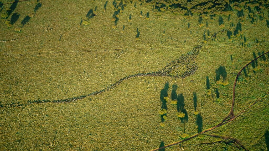 A view of the Great Wildebeest Migration
