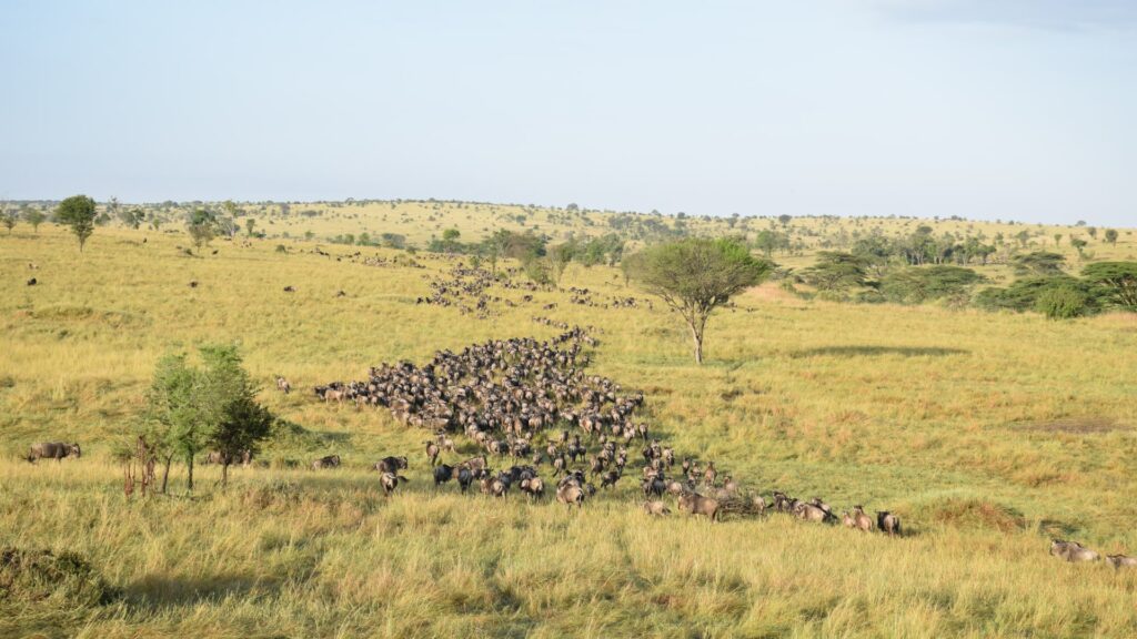 The Great Wildebeest Migration
