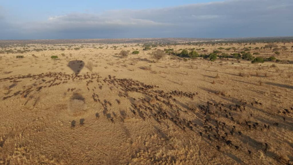 Aerial view of the Wildebeest migration