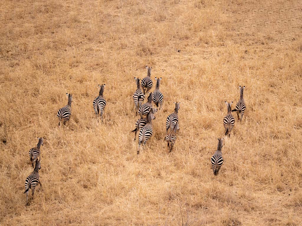 Cebras corriendo vistas desde Miracle Experience Balloon Safari 