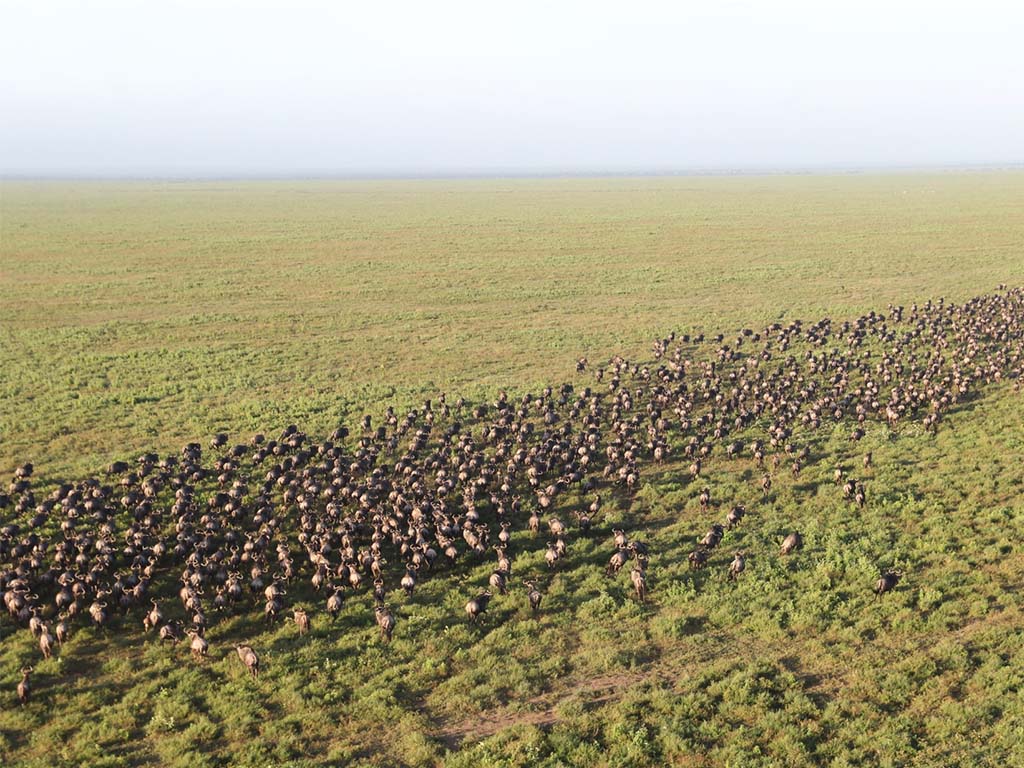 La gran migración de ñus vista desde el Safari en Globo Miracle Experience 
