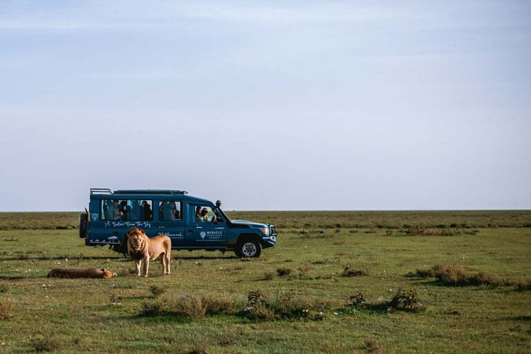 a lion with Miracle Experience Balloon Safari Car