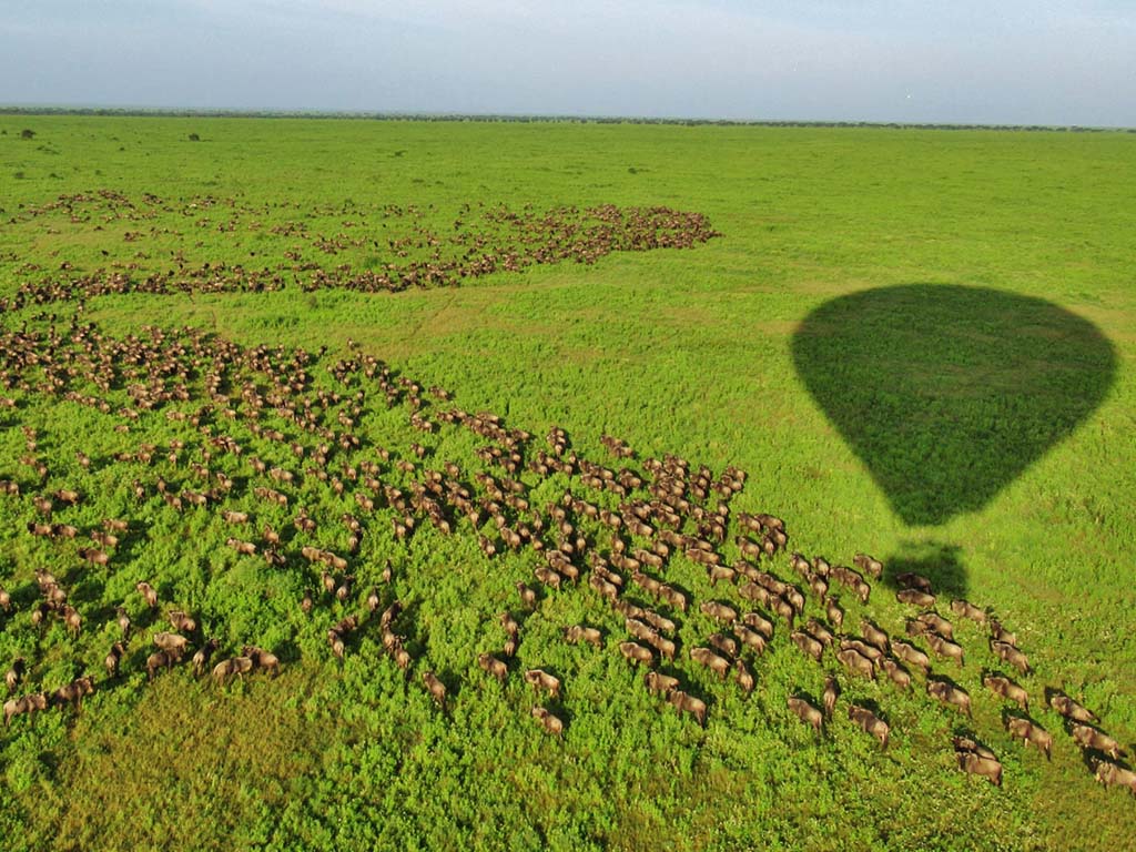 Depredadores y presas en delicado equilibrio durante la migración de ñus por el Serengeti