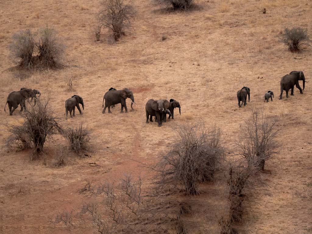 Safaris en globo aerostático sobre los densos baobabs del Parque Nacional de Tarangire y las manadas de elefantes