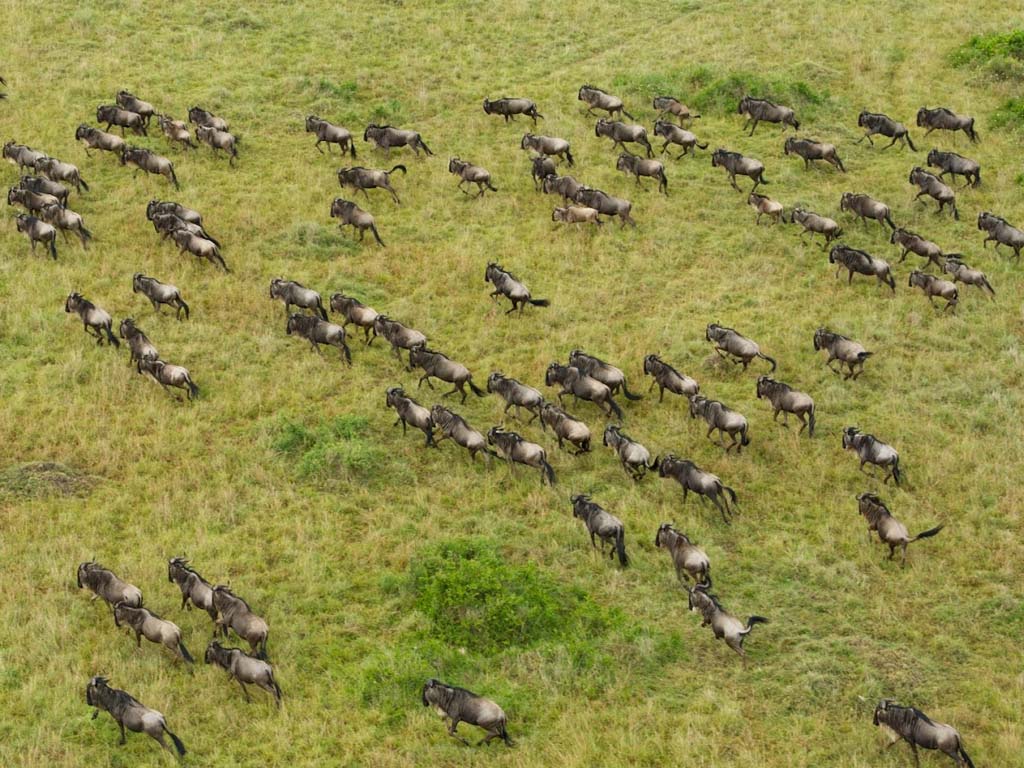 Vista aérea de la Gran Migración captada durante uno de nuestros safaris en globo aerostático en el Serengeti.